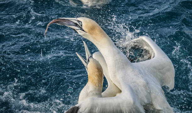 pájaro de gannet septentrional: la supervivencia del más apto - fittest fotografías e imágenes de stock