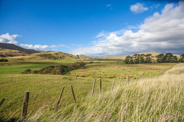 istock farming grassland, New Zealand 1147794401