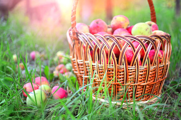 istock Apple crop in a basket standing on a grass 1147794787