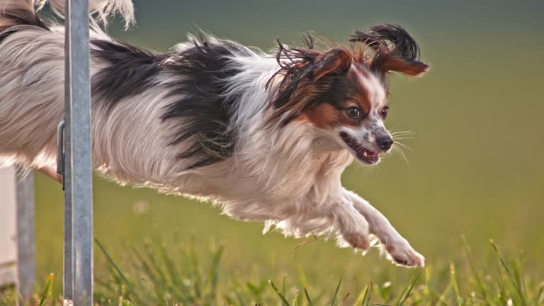 SLO MO Papillon dog jumping  over a hurdle