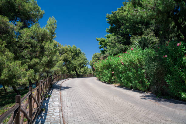 istock Incredibly beautiful path in flowers, leaves and greens 1147794954