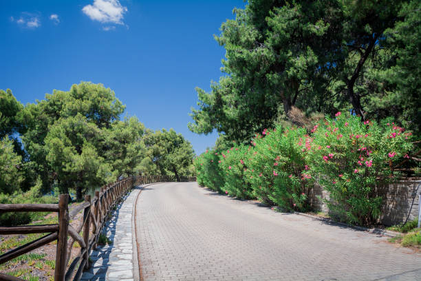 istock Incredibly beautiful path in flowers, leaves and greens 1147794959