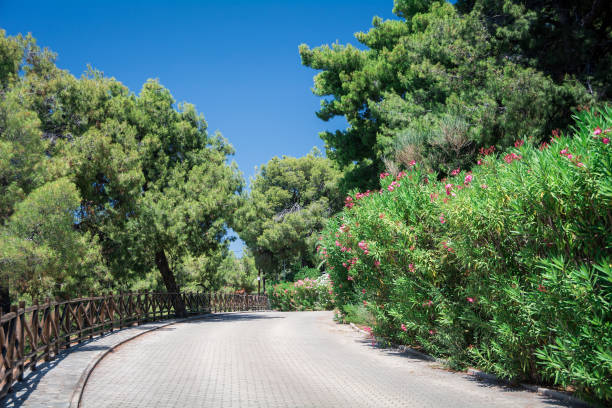 istock Incredibly beautiful path in flowers, leaves and greens 1147795045