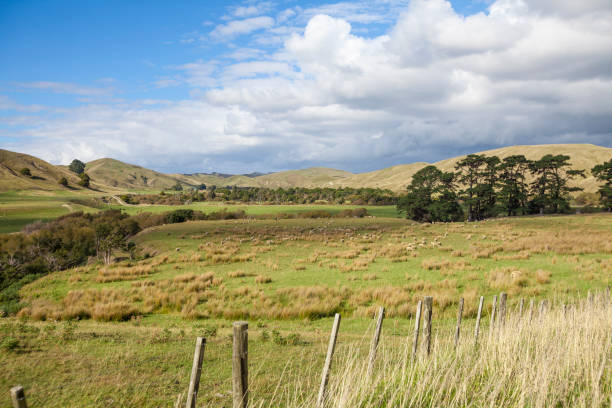 istock farming grassland, New Zealand 1147795843
