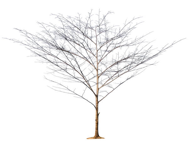 istock isolated tree without leaf on white background with clipping path in picture 1147796155