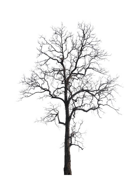 istock isolated tree without leaf on white background with clipping path in picture 1147796188