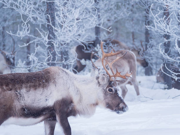 istock Raindeer in snowy frosty forest 1147796643