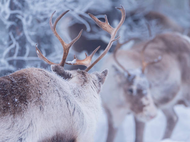 istock Raindeer in snowy frosty forest 1147796645