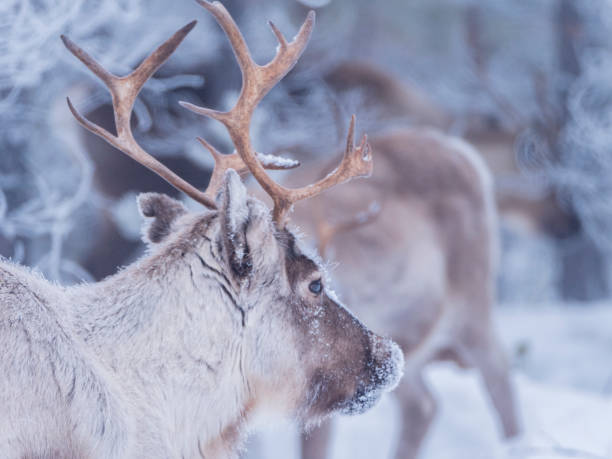 istock Raindeer in snowy frosty forest 1147796646