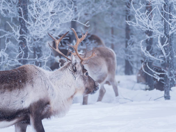 istock Raindeer in snowy frosty forest 1147796791