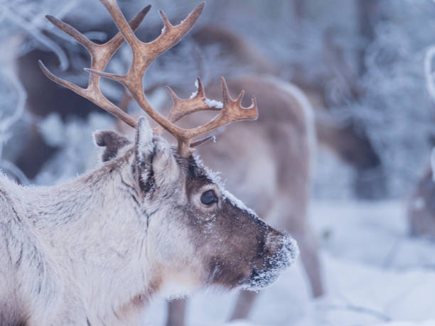 istock Raindeer in snowy frosty forest 1147796809