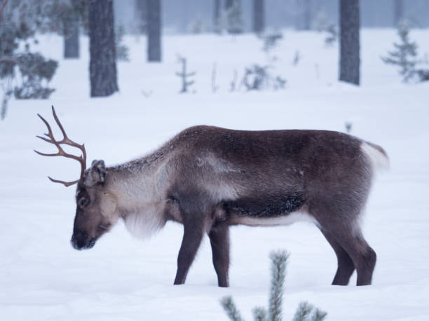 istock Raindeer in snowy frosty forest 1147796816