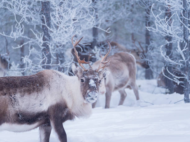 istock Raindeer in snowy frosty forest 1147797376