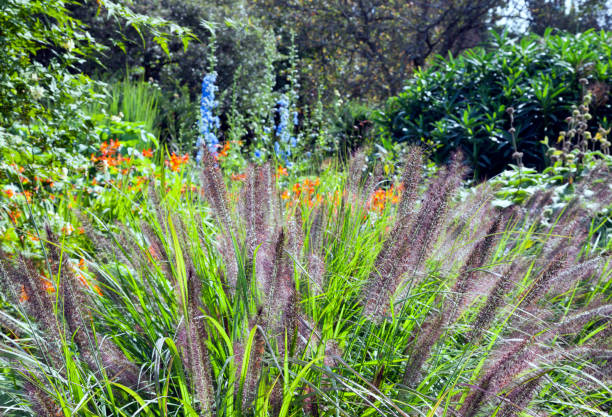 summer english garden with long grasses, blooming flowers . - long grass uncultivated plant stage plant condition imagens e fotografias de stock