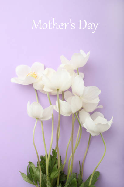 istock Bouquet white anemone flower 1147797670