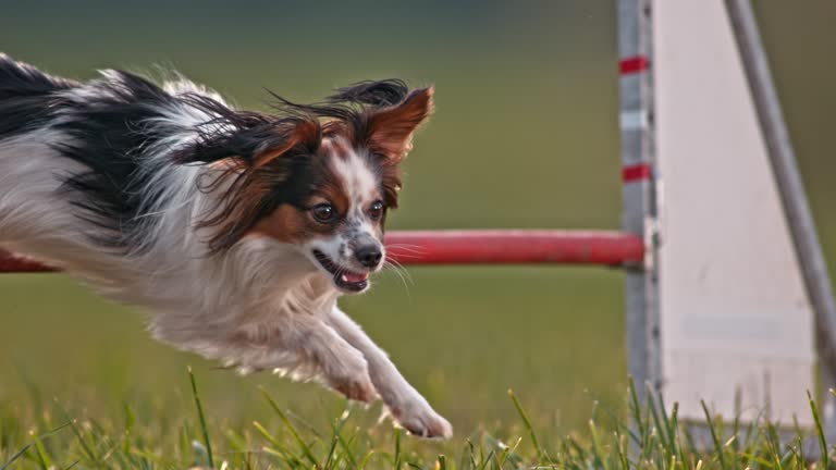 SLO MO Papillon dog jumping a hurdle