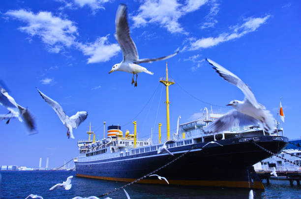 パーク横浜市内のカモメと氷川 - 横浜 ストックフォトと画像