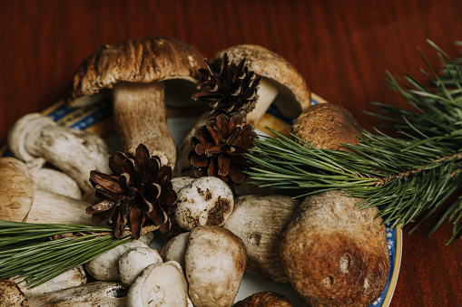 Forest still life. Beautiful white mushrooms lie on a plate. Nearby are cones and a branch of pine. Close-up