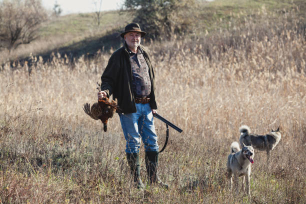 cazador con un pájaro salvaje y perros - pheasant hunting feather game shooting fotografías e imágenes de stock