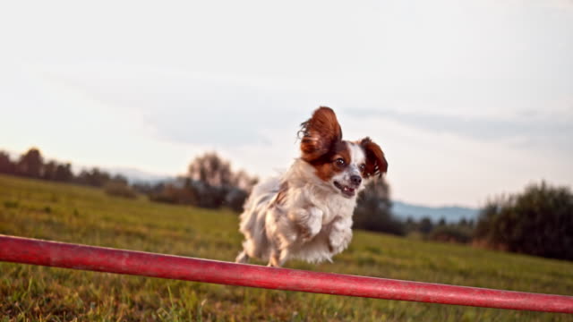 SLO MO Papillon dog doing a hurdle jump