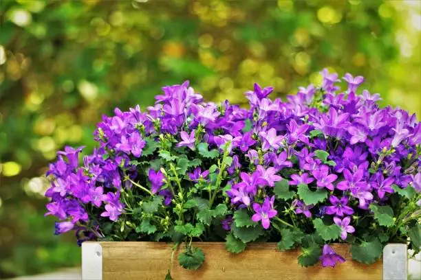 Purple flowers of Dalmatian bellflower or Adria bellflower or Wall bellflower (Campanula portenschlagiana) blooming in the wooden box on blurred background, Spring in Georgia USA.