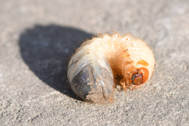 Larva of a may beetle (Melolontha) on the stone. High resolution photo.