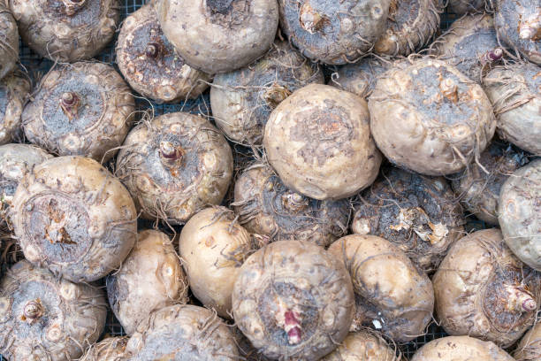 istock Daffodil bulbs ready to plant 1147802366