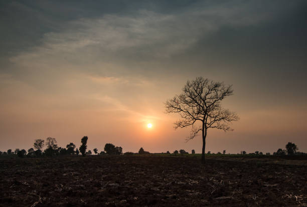 istock silhouette of tree at sunset 1147802743