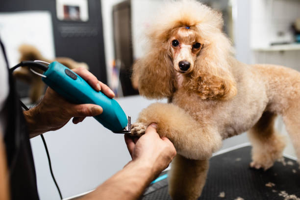 Grooming salon Miniature poodle at grooming salon. poodle stock pictures, royalty-free photos & images