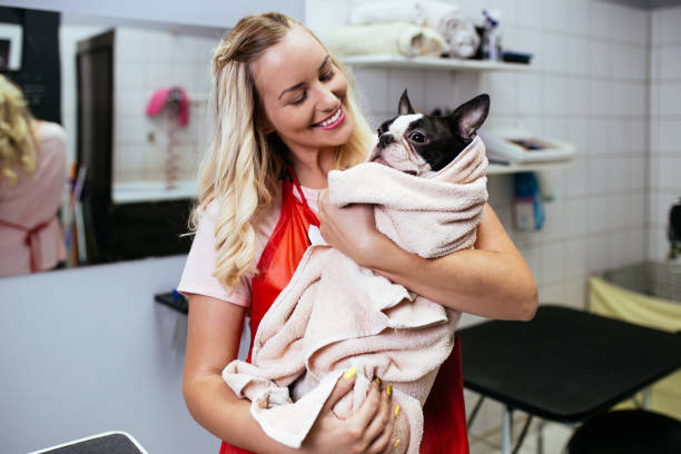 istock Maltese dog getting groomed 1147803653