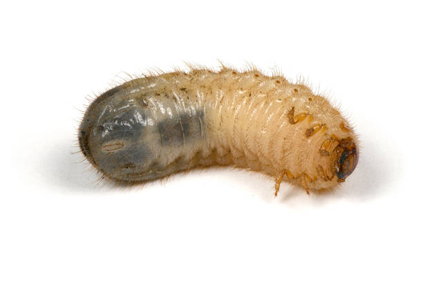 istock Larva of a may beetle 1147803826