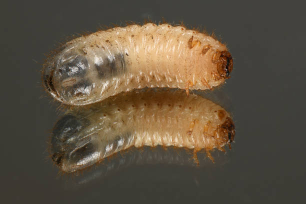 istock Larva of a may beetle 1147803848