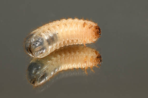 istock Larva of a may beetle 1147803886