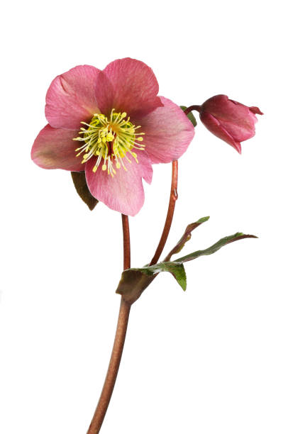 Hellebore plant Dusky red hellebore flower, bud and foliage isolated against white hellebore stock pictures, royalty-free photos & images