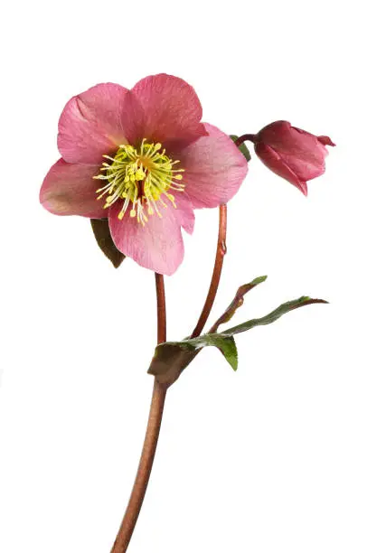 Dusky red hellebore flower, bud and foliage isolated against white