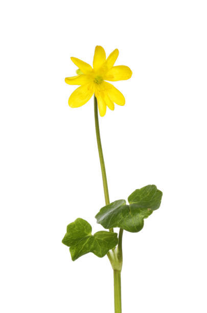 istock Lesser celandine wildflower 1147804728