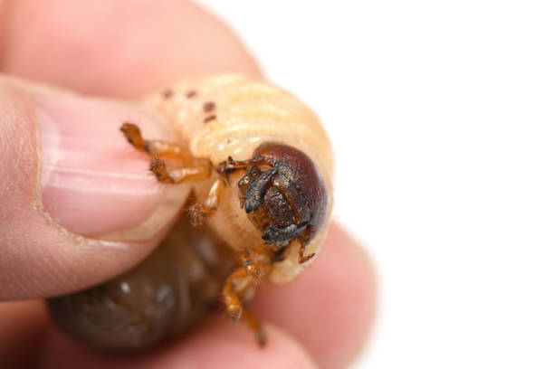istock Larva of a rhinoceros beetle 1147804735