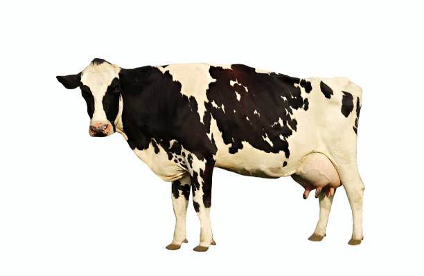 istock Profile of black and white speckled cow watching me 1147804749