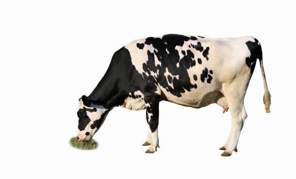 Profile of black and white spotted cow grazing on white background