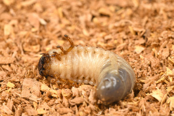 istock Larva of a rhinoceros beetle 1147805190
