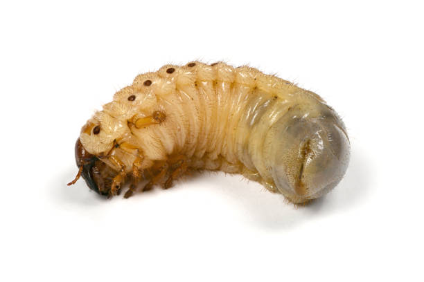 istock Larva of a rhinoceros beetle 1147805274