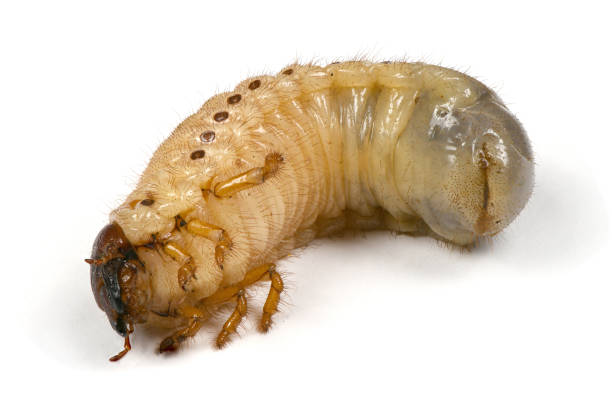 istock Larva of a rhinoceros beetle 1147805296