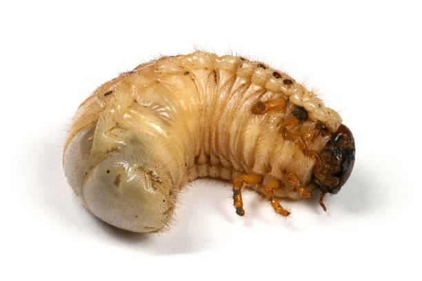 istock Larva of a rhinoceros beetle 1147805562