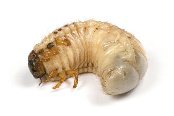 istock Larva of a rhinoceros beetle 1147805594
