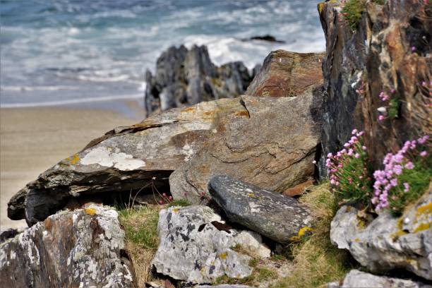 lichen, flores, rocas y surf-la robusta flora de las hébridas exteriores - hardy fotografías e imágenes de stock
