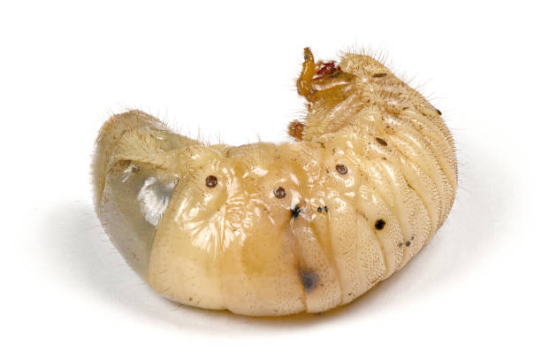 istock Larva of a rhinoceros beetle 1147805694