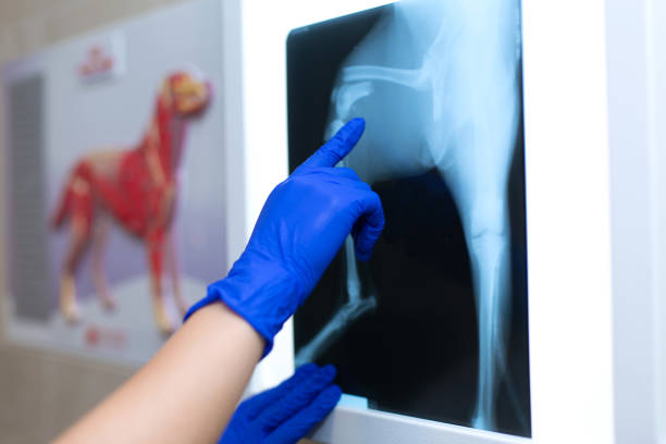 ein professioneller arzt radiologe mit handschuhen sucht ein röntgenbild auf dem hintergrund eines negatoskops, das eine fraktur des oberschenkelknochens mit einem hubraum in einem kleinen hund zeigt - roentgenogram stock-fotos und bilder