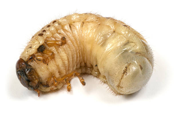 istock Larva of a rhinoceros beetle 1147806428