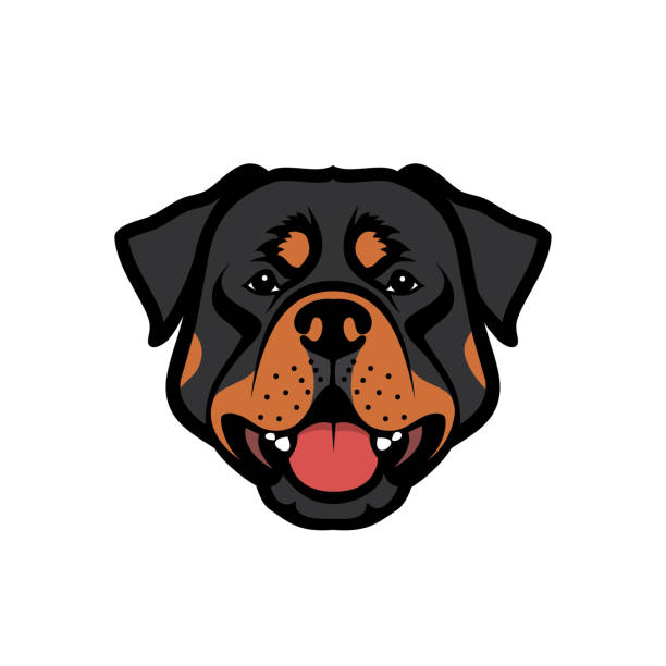 ilustraciones, imágenes clip art, dibujos animados e iconos de stock de rottweiler perro vector ilustración - rottweiler