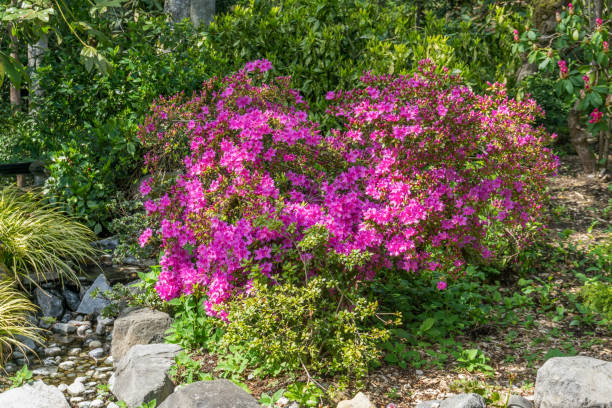 istock Brilliant Pink Blossoms 1147808104